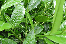 「釜煎り製法」緑茶葉