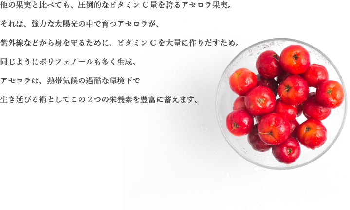 他の果実と比べても圧倒的なビタミンC量を誇るアセロラ果実・・・以下省略