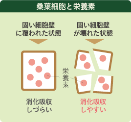 桑葉細胞と栄養素